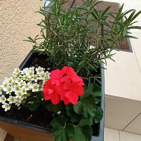 Apartman Sandra -Private Parking And Garden Zadar Eksteriør billede